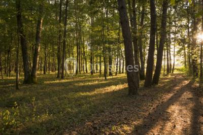 Forêt illuminée par le soleil couchant, avec des arbres espacés et un sentier couvert de feuilles au sol.