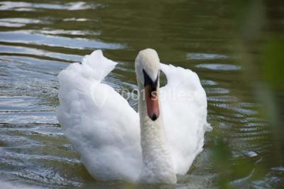 Forêt illuminée par le soleil couchant, avec des arbres espacés et un sentier couvert de feuilles au sol.
