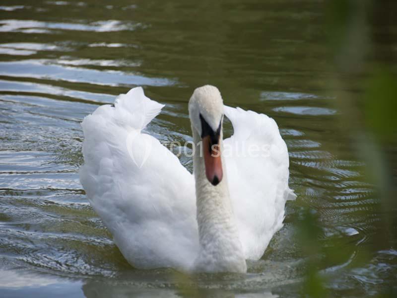 Un cygne blanc nage sur une eau calme, entouré de reflets et de végétation floue au premier plan.