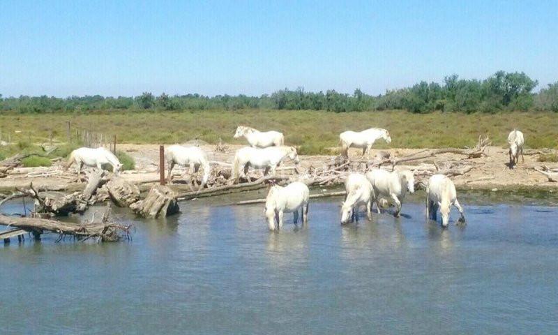 Location salle Saintes-Maries-de-la-Mer (Bouches-du-Rhône) - Mas De Calabrun #14