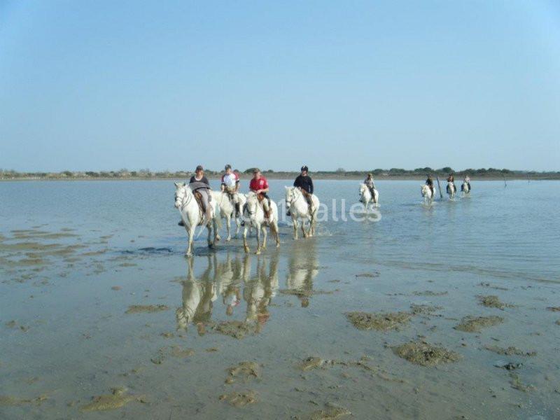 Location salle Saintes-Maries-de-la-Mer (Bouches-du-Rhône) - Mas De Calabrun #7