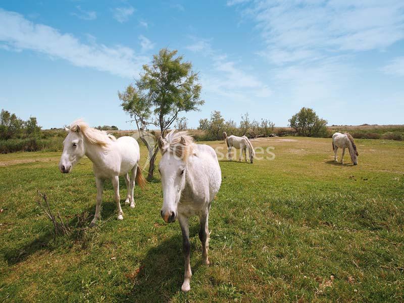 Location salle Saintes-Maries-de-la-Mer (Bouches-du-Rhône) - Mas De Calabrun #10