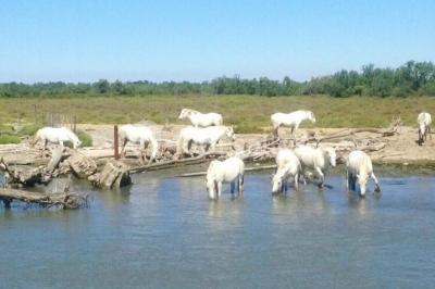 Location salle Saintes-Maries-de-la-Mer (Bouches-du-Rhône) - Mas De Calabrun #22