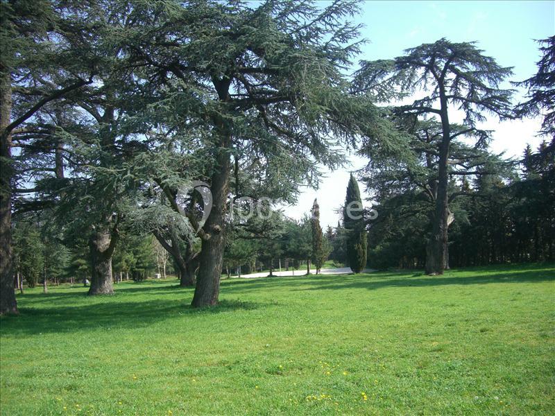 Pelouse verdoyante avec de grands cèdres sous un ciel dégagé dans un parc.