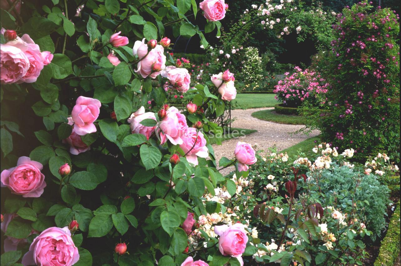Massif de roses roses en pleine floraison dans un jardin verdoyant avec allées et arbustes en arrière-plan.