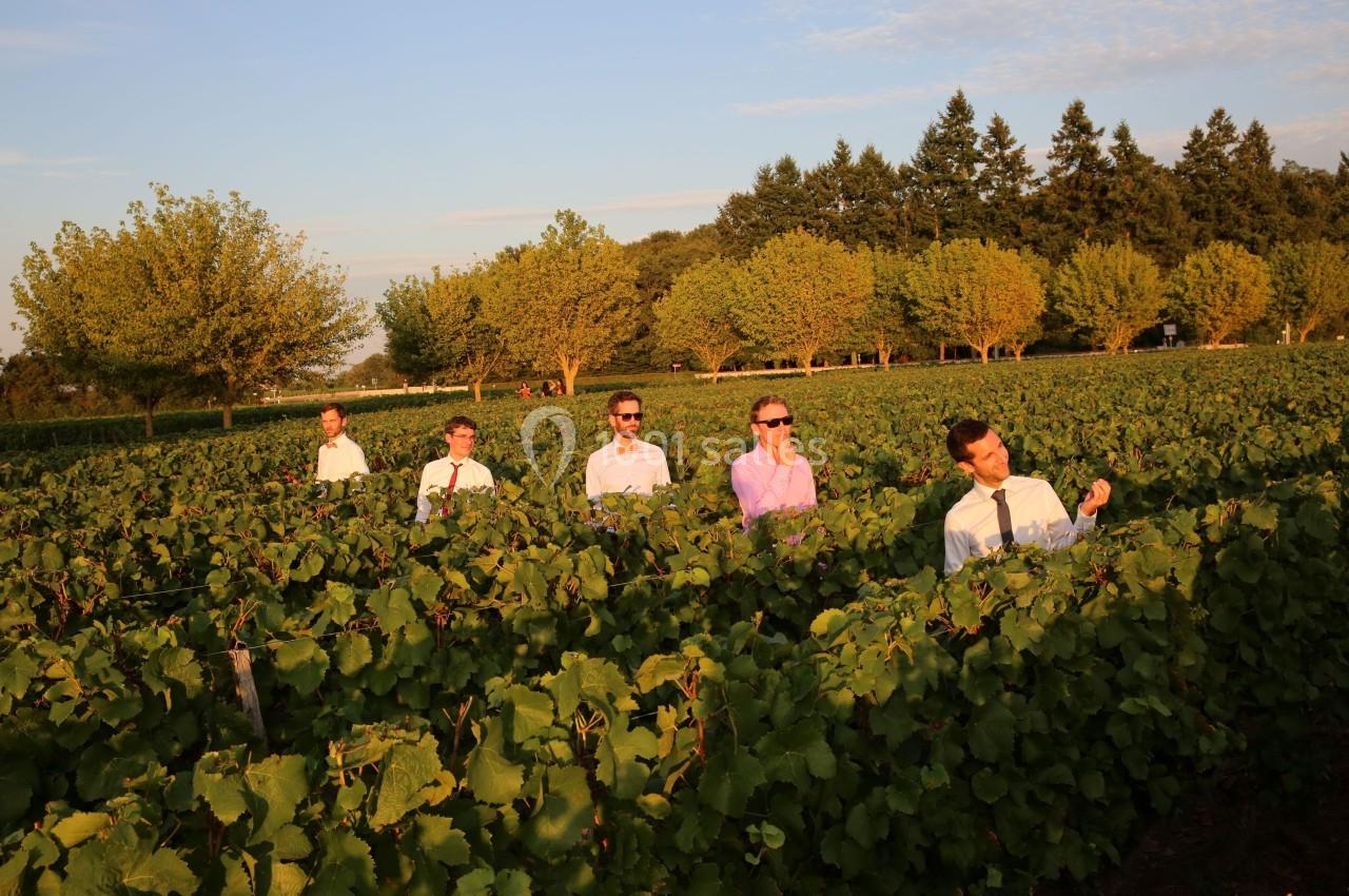 Des hommes en chemise se tiennent debout dans un vignoble verdoyant sous une lumière de fin de journée.