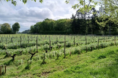 Deux cabanes en bois entourées de vignes et de verdure sous un ciel bleu dégagé.