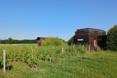 Deux cabanes en bois entourées de vignes et de verdure sous un ciel bleu dégagé.
