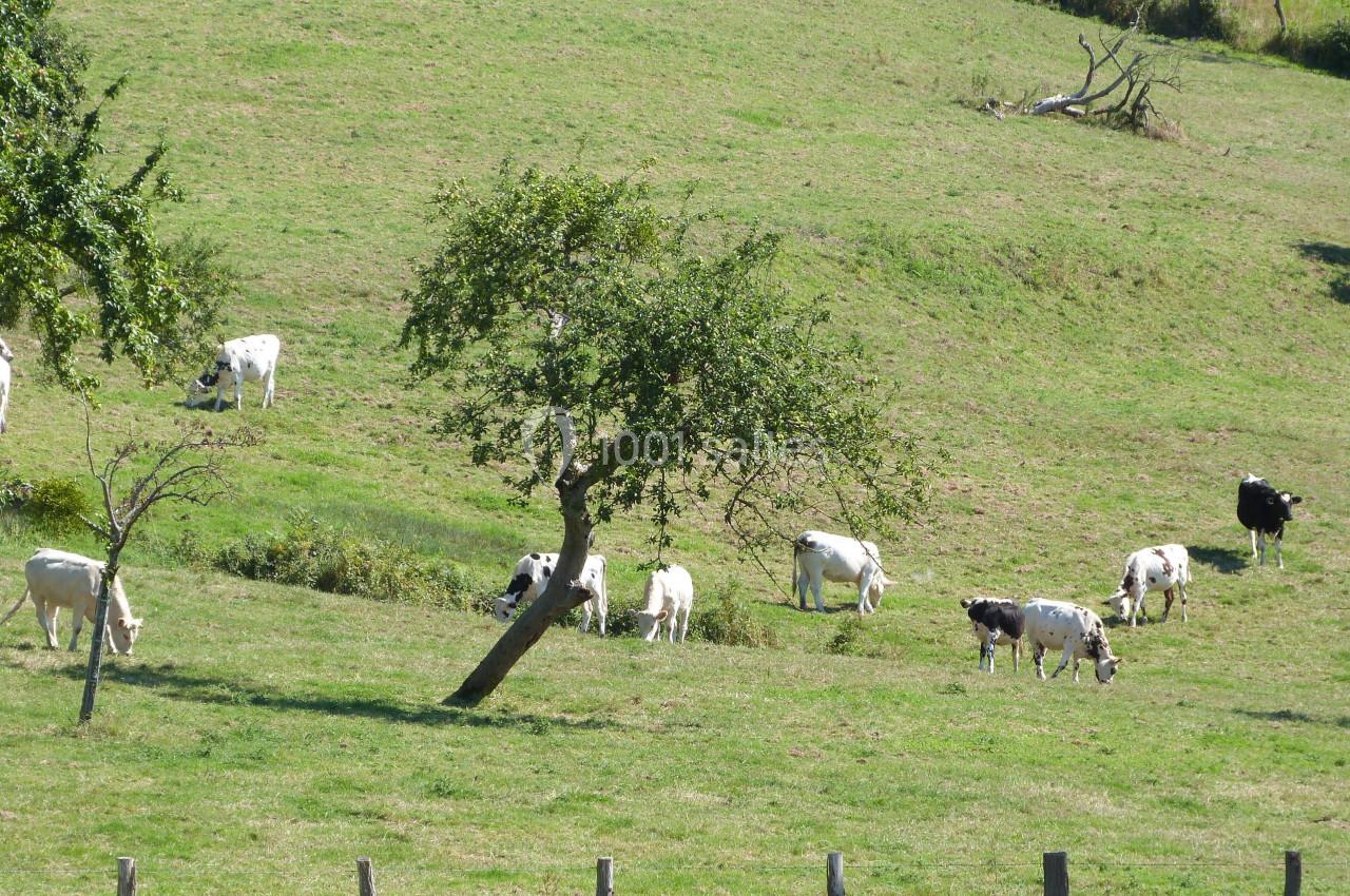 Des vaches paissent dans un pré verdoyant parsemé d'arbres, avec une clôture visible au premier plan.