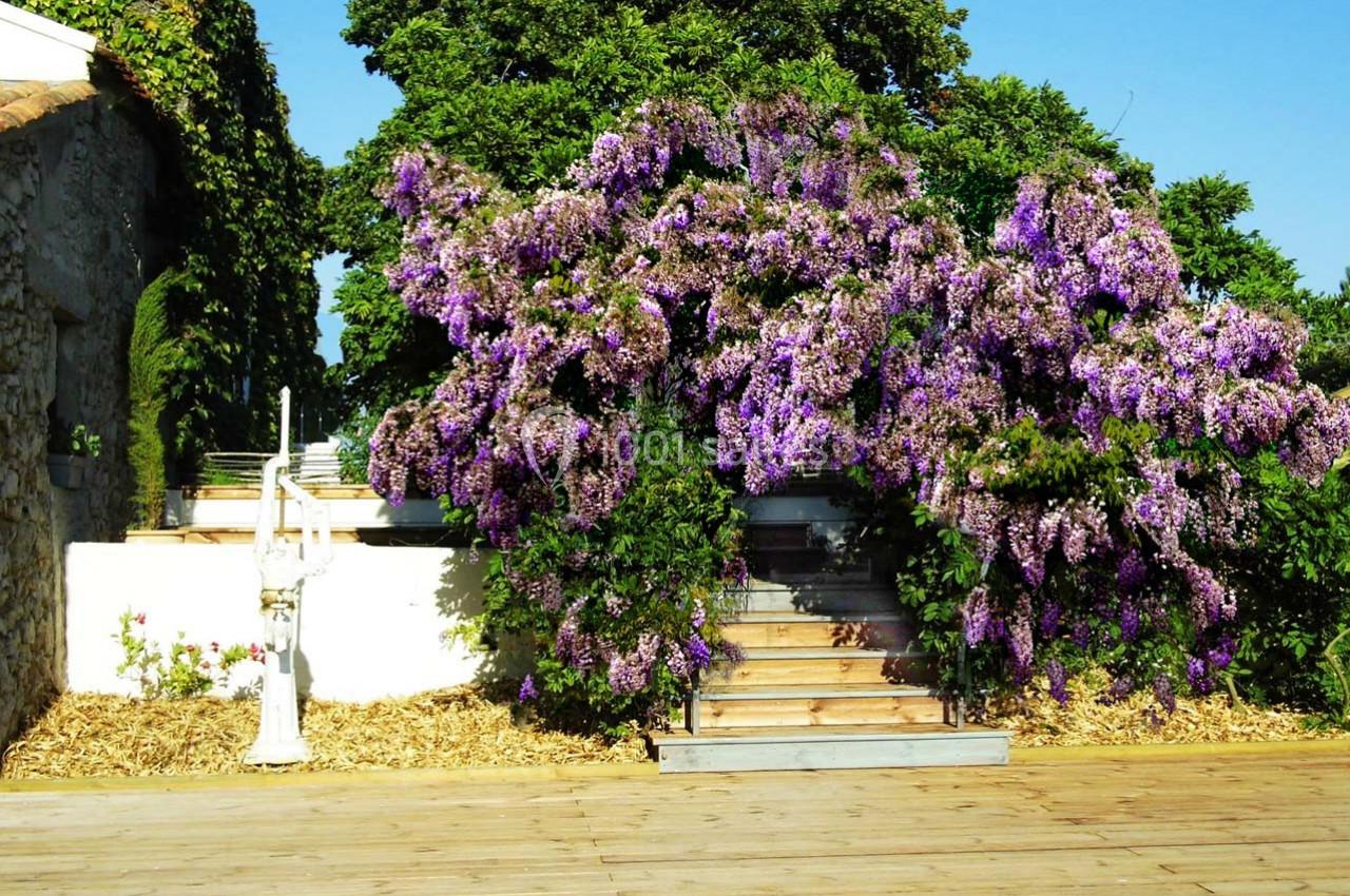 Escalier en bois entouré de glycines violettes en fleurs, avec un mur blanc et des arbres en arrière-plan.