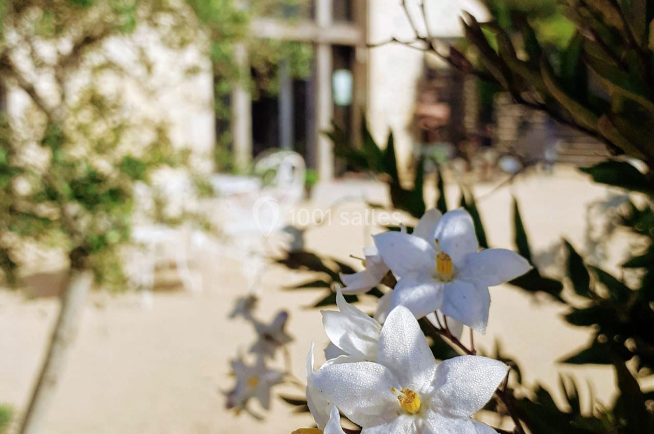 Fleurs blanches en gros plan devant une cour ensoleillée avec des chaises et une façade en pierre floue en arrière-plan.