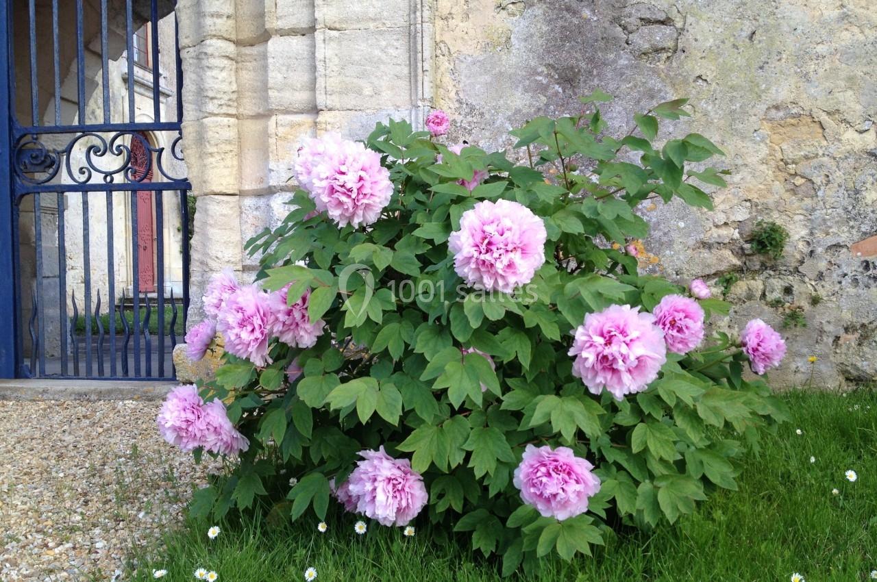 Buisson de pivoines roses en fleurs devant un mur en pierre avec une grille bleue à l'arrière-plan.