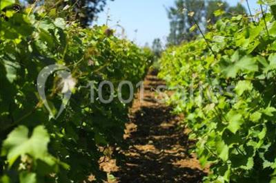 Location salle Busnes (Pas-de-Calais) - Rose Events #20