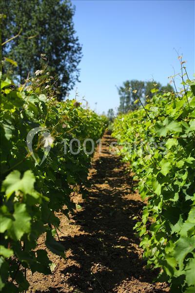 Location salle Busnes (Pas-de-Calais) - Rose Events #19