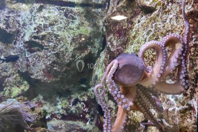 Miniature Location salle La Mulatière (Rhône) - Aquarium de Lyon #16 Plaque métallique ronde avec un motif de poisson découpé, accrochée à un mur clair, partiellement cachée par une plante…
