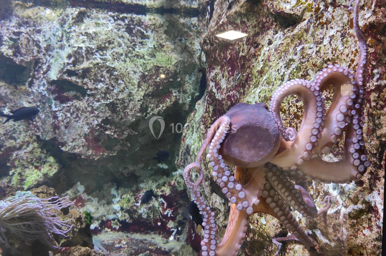 Location salle La Mulatière (Rhône) - Aquarium de Lyon #16 Poulpe aux tentacules déployés dans un aquarium, près de rochers couverts d'algues et entouré de petits poissons.