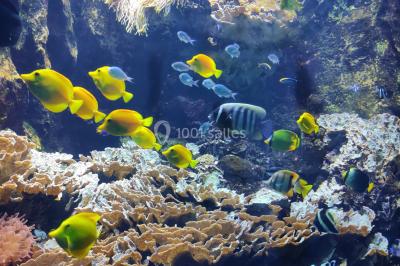 Miniature Location salle La Mulatière (Rhône) - Aquarium de Lyon #14 Plaque métallique ronde avec un motif de poisson découpé, accrochée à un mur clair, partiellement cachée par une plante…