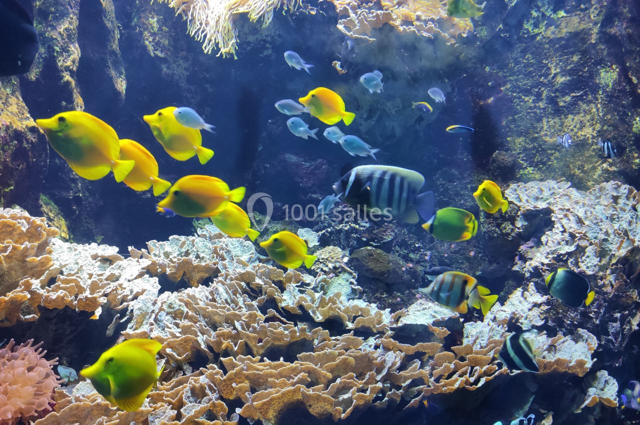 Location salle La Mulatière (Rhône) - Aquarium de Lyon #14 Poissons tropicaux multicolores nageant parmi des coraux dans un aquarium éclairé.