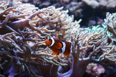 Miniature Location salle La Mulatière (Rhône) - Aquarium de Lyon #18 Plaque métallique ronde avec un motif de poisson découpé, accrochée à un mur clair, partiellement cachée par une plante…