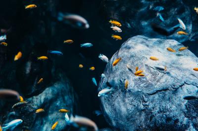 Miniature Location salle La Mulatière (Rhône) - Aquarium de Lyon #5 Plaque métallique ronde avec un motif de poisson découpé, accrochée à un mur clair, partiellement cachée par une plante…