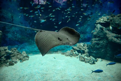 Miniature Location salle La Mulatière (Rhône) - Aquarium de Lyon #13 Plaque métallique ronde avec un motif de poisson découpé, accrochée à un mur clair, partiellement cachée par une plante…