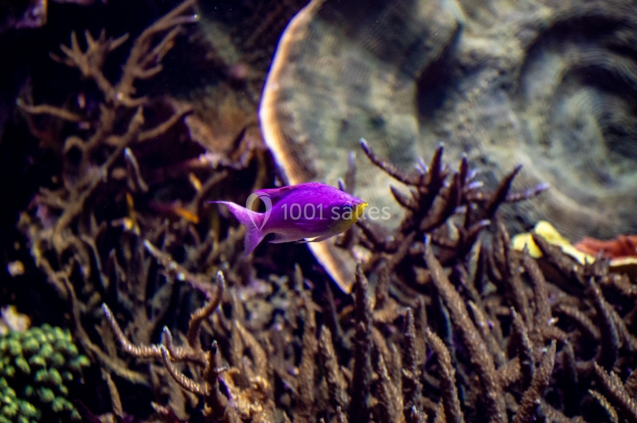 Location salle La Mulatière (Rhône) - Aquarium de Lyon #20 Poisson violet nageant parmi des coraux et des algues dans un environnement sous-marin.