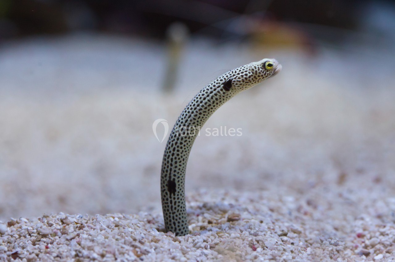 Anguille-jardin tachetée émergeant du sable dans un environnement marin.
