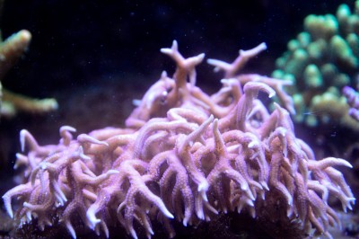 Deux personnes, une adulte et un enfant, observent un aquarium avec des poissons et des plantes aquatiques.