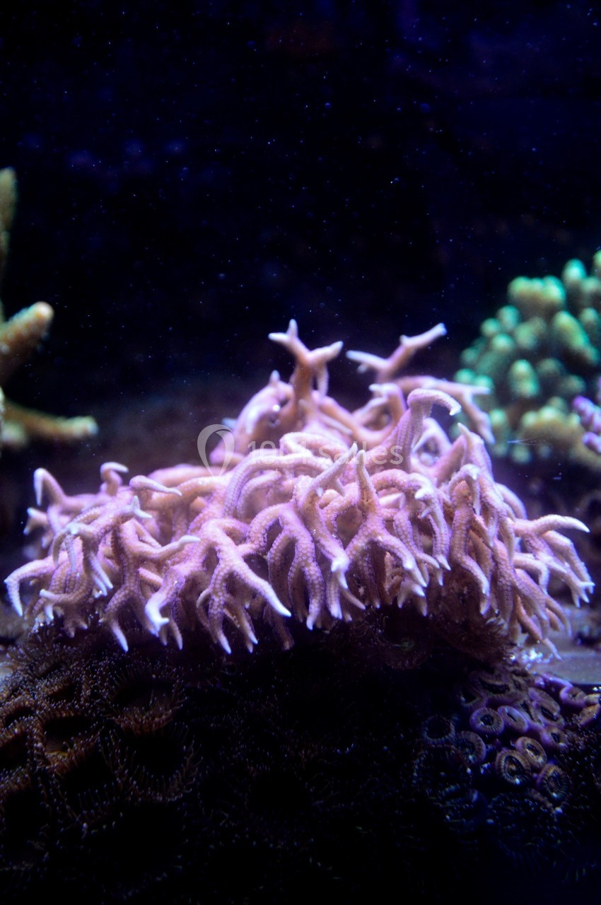 Corail violet aux branches ramifiées, éclairé par une lumière bleutée dans un environnement aquatique.