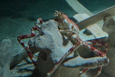Deux personnes, une adulte et un enfant, observent un aquarium avec des poissons et des plantes aquatiques.