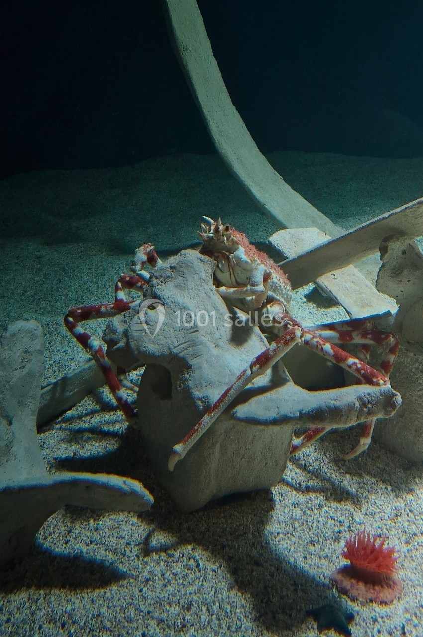 Crabe posé sur un squelette d'animal marin au fond sablonneux d'un aquarium sombre.