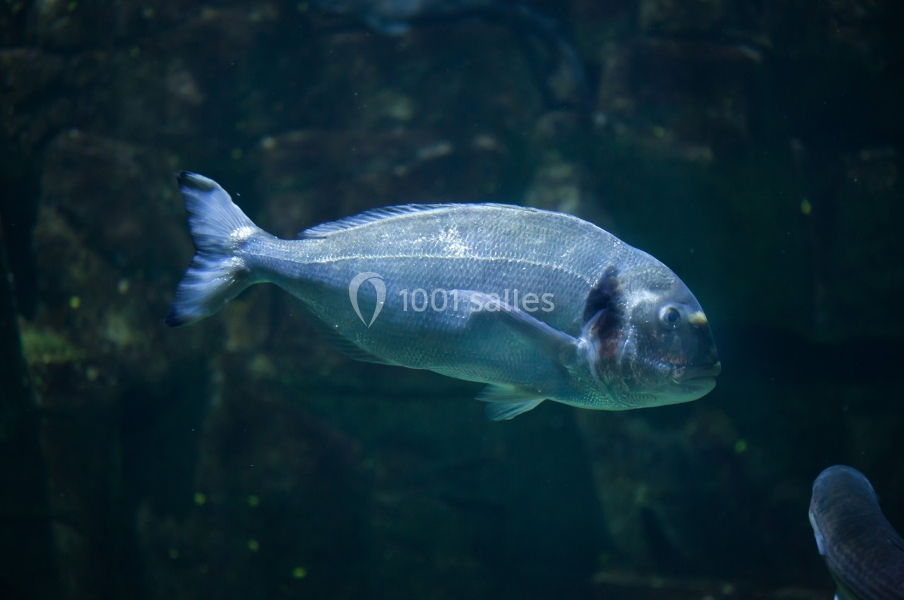 Poisson argenté nageant dans un aquarium sombre avec un fond rocheux visible.
