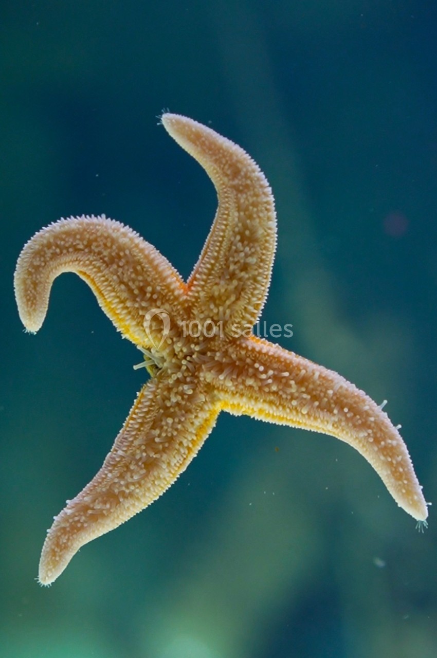 Étoile de mer orange avec une texture rugueuse, flottant dans un environnement aquatique bleu-vert.