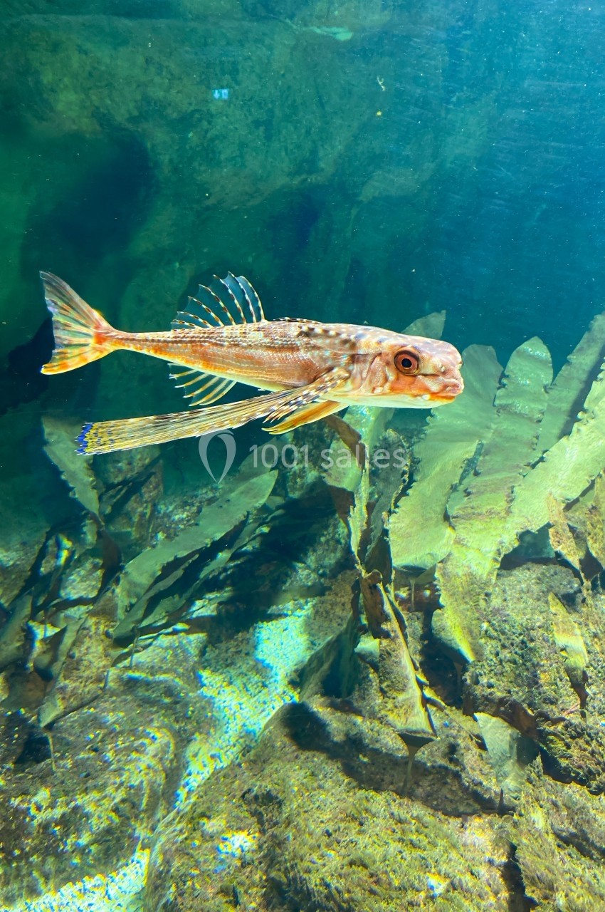 Poisson nageant près de plantes aquatiques dans un environnement sous-marin éclairé.