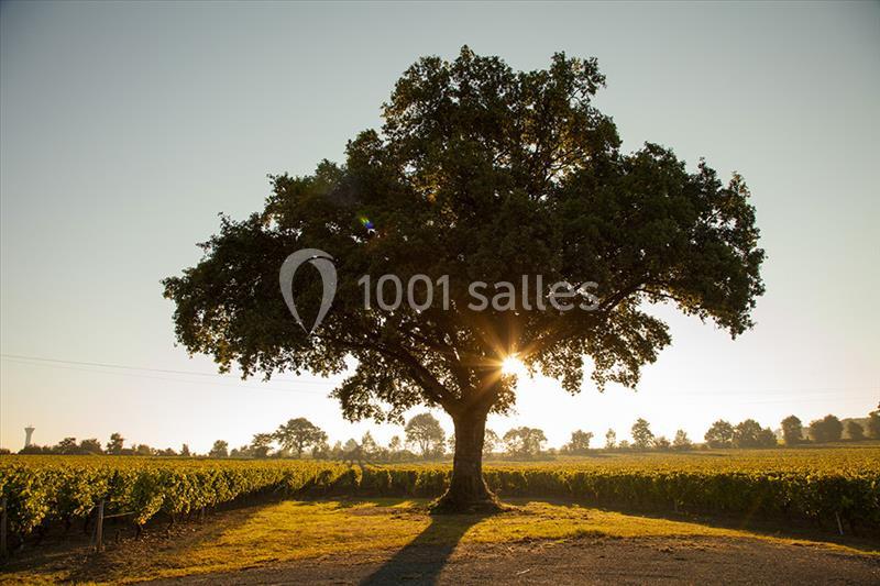 Un grand arbre isolé au milieu d'un vignoble, avec le soleil filtrant à travers son feuillage au lever ou coucher du jour.