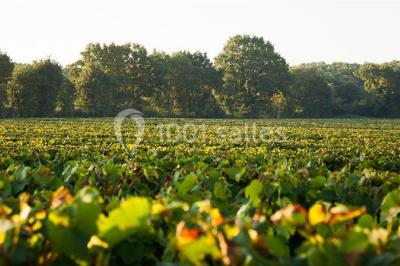 Location salle Vallet (Loire-Atlantique) - Jardin Cleray #20