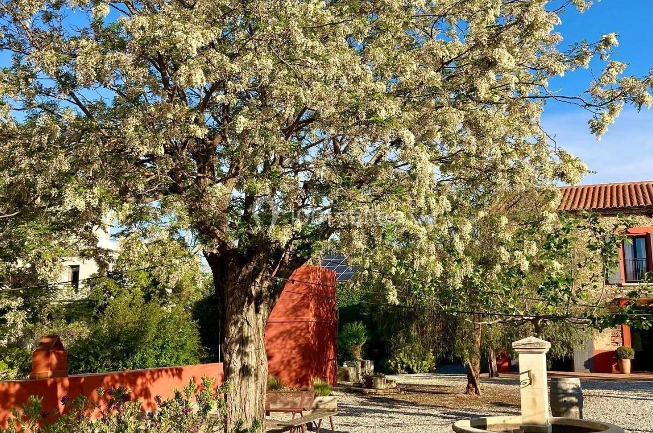Arbre en fleurs près d'une fontaine entourée de mobilier de jardin dans une cour ensoleillée avec bâtiments en arrière-plan.