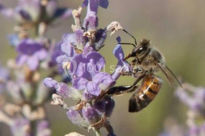 Location salle La Cadière-d'Azur (Var) - La Bastide Des Saveurs (berard Traiteur) #24