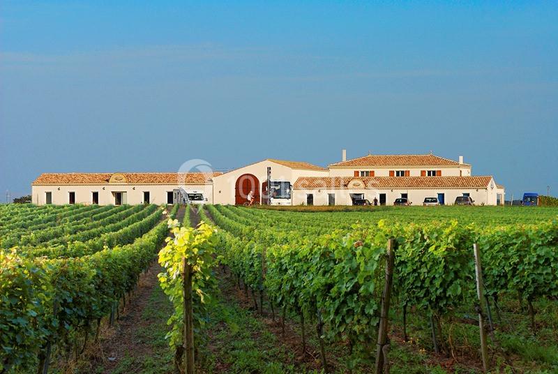 Vignes verdoyantes s'étendant devant un bâtiment viticole à toit rouge sous un ciel dégagé.