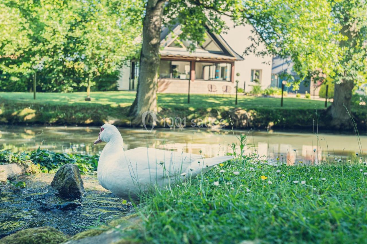 Canard blanc près d'un ruisseau dans un jardin verdoyant, avec une maison en arrière-plan.