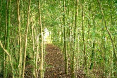 Location salle Bruges-Capbis-Mifaget (Pyrénées-Atlantiques) - Domaine des Deux Eaux #23