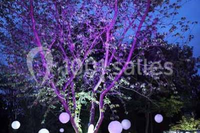 Miniature Location salle Bruxelles (Bruxelles-Capitale) - Villattitude #17 Décoration florale séchée sur une table, avec un jardin verdoyant et une tente blanche en arrière-plan.