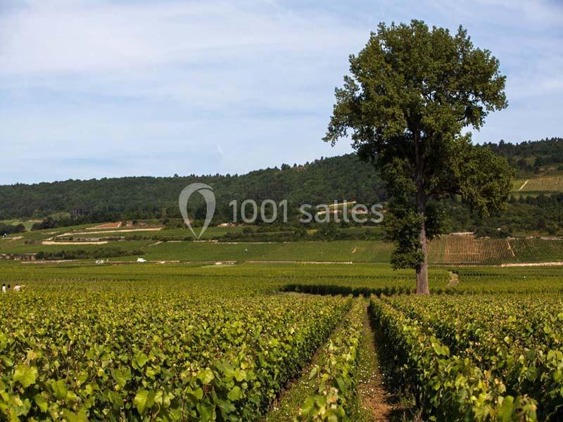Location salle Meursault (Côte-d'Or) - Château De Meursault #9