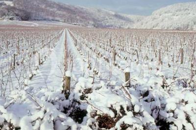 Location salle Meursault (Côte-d'Or) - Château De Meursault #24