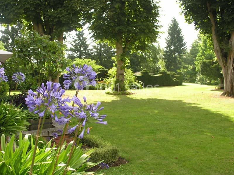 Jardin verdoyant avec des fleurs violettes au premier plan, entouré d'arbres et baigné de lumière naturelle.