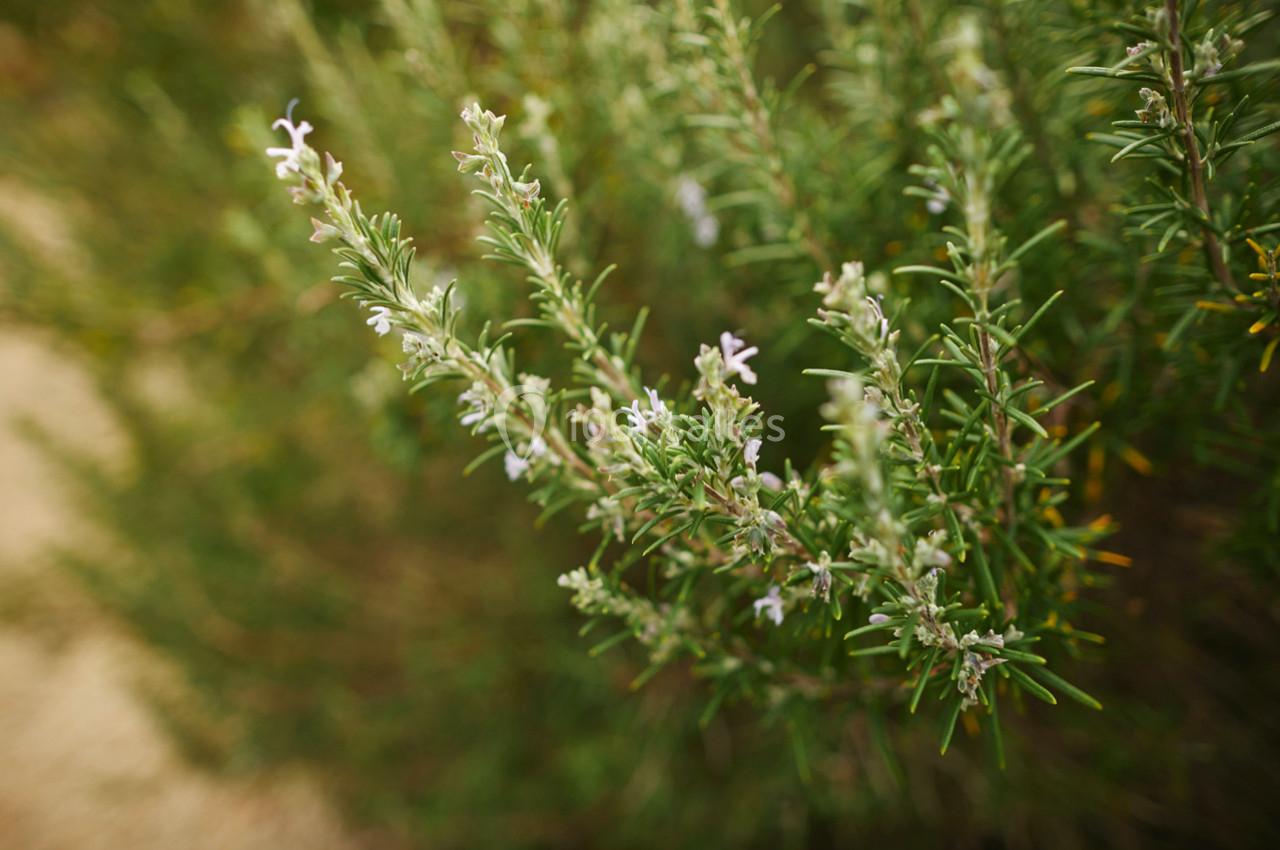 Location salle Guérande (Loire-Atlantique) - Domaine des Colombes #60