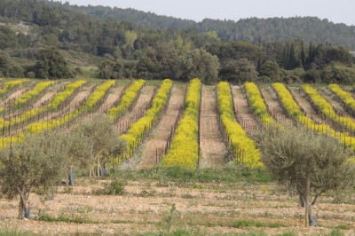 Trois bouteilles de vin posées sur un sol herbeux, entourées de fleurs blanches et jaunes.