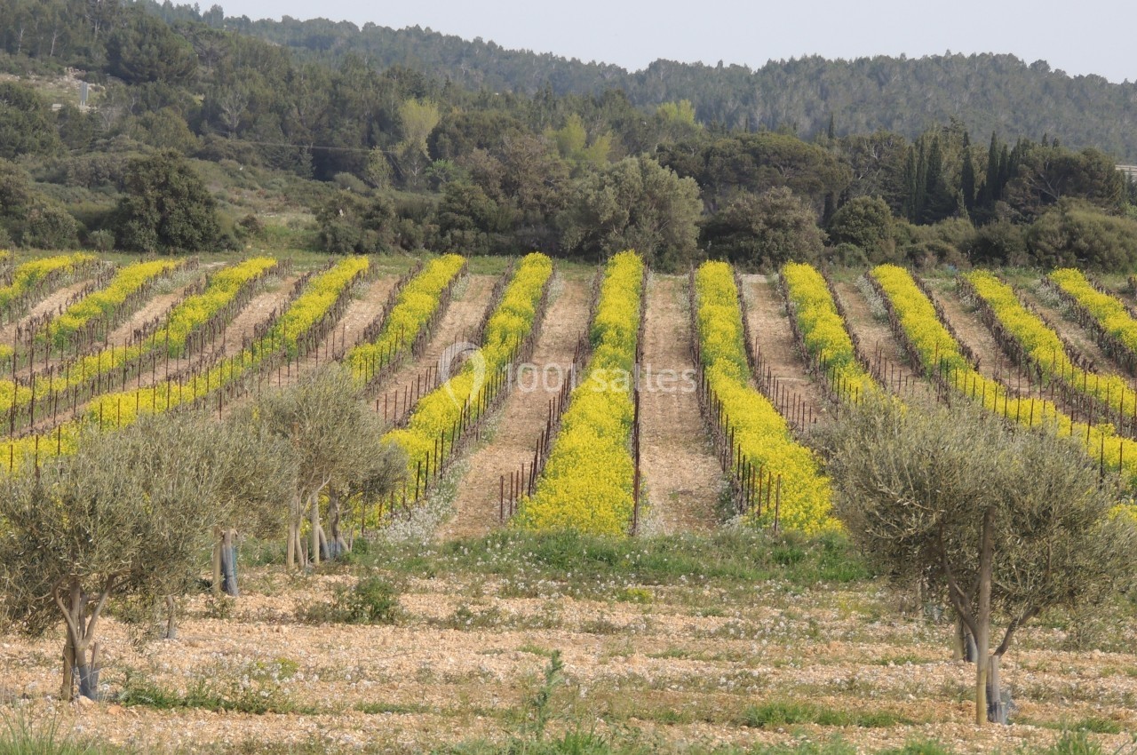 Vignes alignées avec des rangées de fleurs jaunes au sol, entourées d'arbres et de collines verdoyantes en arrière-plan.