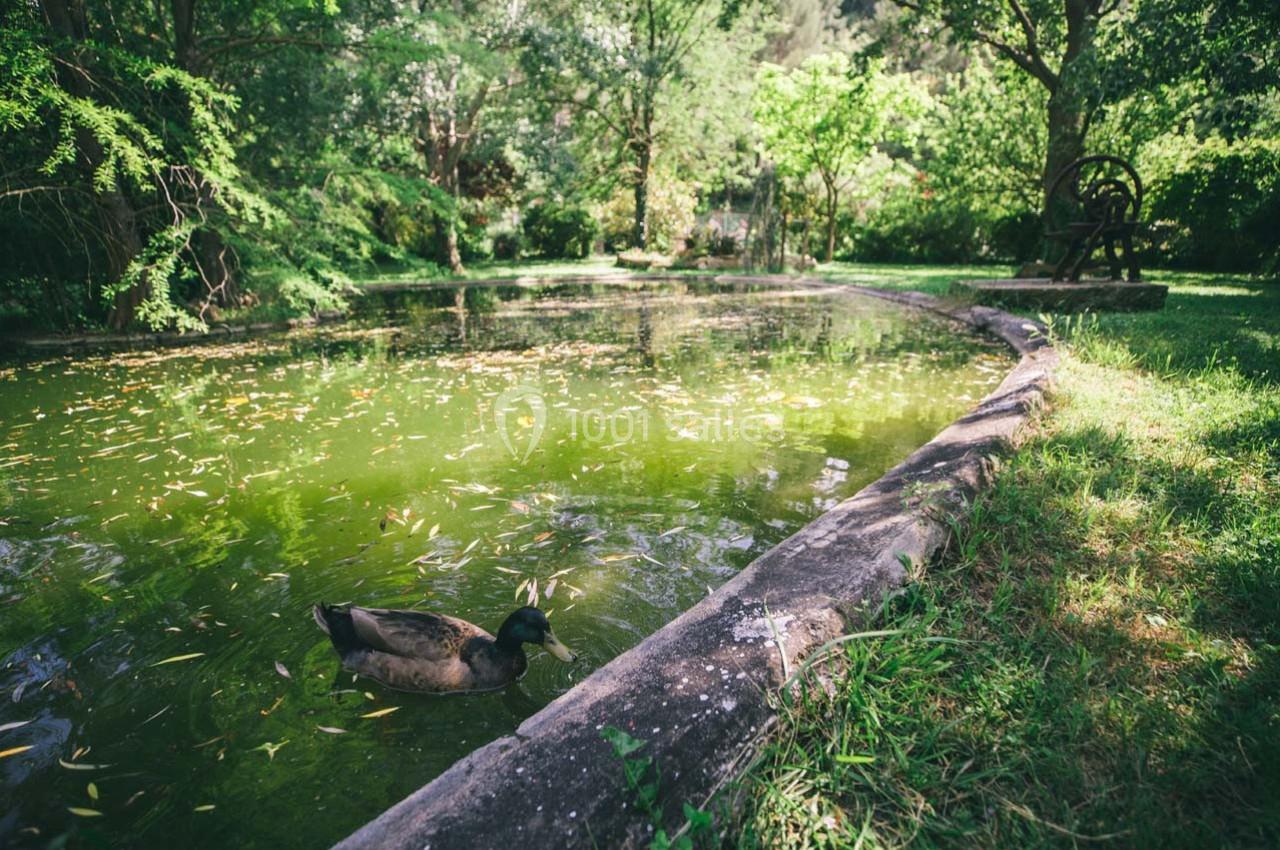 Un canard nage dans un étang entouré de verdure et d'arbres sous une lumière naturelle.