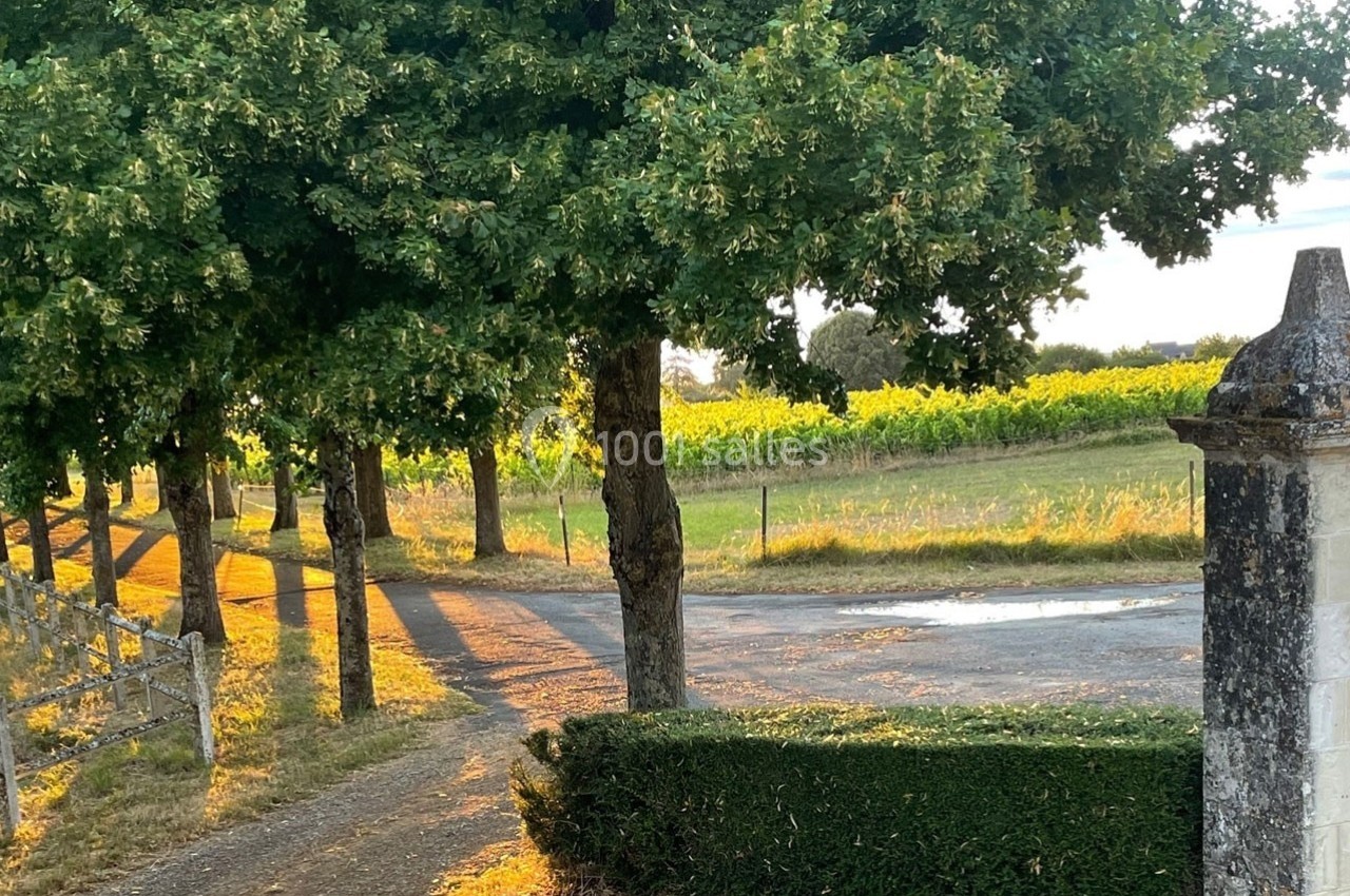 Chemin bordé d'arbres menant à une route, avec des vignes éclairées par une lumière dorée en arrière-plan.